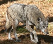 Wolf, red.jpg