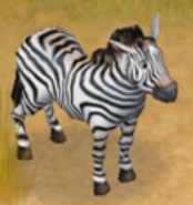 Plains Zebra/Grant's Zebra