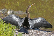 Anhinga as Fearow