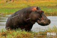 Cape Hippopotamus in Botswana