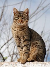 Cat.jpg