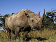 Eastern Black Rhinoceros as Styracosaurus
