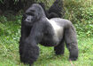 Eastern Gorilla (Critically Endangered)