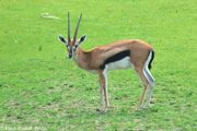 Gazelle, Serengeti Thomson's.jpg