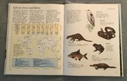 Macmillan Animal Encyclopedia for Children (32)