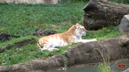 Memphis Zoo Bengal Tiger