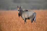 Nilgai as Saltasaurus