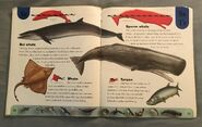 Ocean Life Dictionary (22)