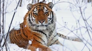 Tiger, Siberian (Amur).jpg (100 KB)