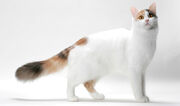 Turkish-Van-4-645mk062211.jpg