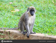 Vervet Monkey As Golden Snub-Nosed Monkey