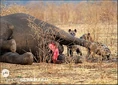 Zambia-luangwa-hyena-dead-elephant013.3.jpg (126 KB)