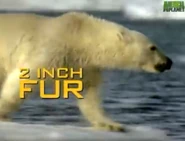 AFO Polar Bear.png (460 KB)