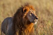 African-lion-male.jpg.653x0 q80 crop-smart