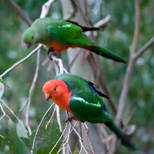 Australian-King-Parrot-2.jpg
