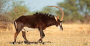Black sable antelope.jpg