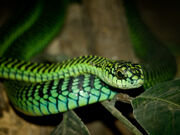 Boomslang.jpg