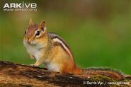 Chipmunk