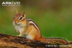 Chipmunk.jpg