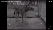 Thylacine