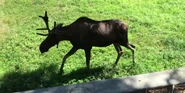 Milwaukee County Zoo Moose.png (2.96 MB) Moose