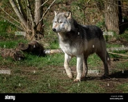 Grey Wolf as Akela