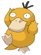 Psyduck rosemaryhillspokemonadventures