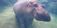 Nile Hippopotamus as Hippo