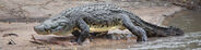 Southern Nile crocodile (Crocodylus niloticus niloticus)