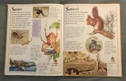 The Kingfisher First Animal Encyclopedia (67)