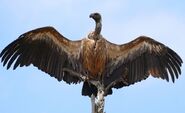 White-backed vulture (Gyps africanus)