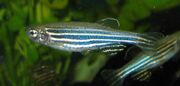Zebra Fish.jpg
