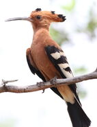 African Hoopoe, Upupa africana (Upupa epops) at Marakele National Park, Limpopo, South Africa (16218185517)