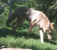 Akron Zoo Coyote