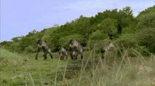 BBC.Walking.with.Beasts.Pt.4.Next.of.Kin.DivX5-AC3.www.mvgroup.org.uk.avi snapshot 06.47 -2016.10.07 19.45.50-.jpg