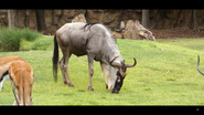 Cincinnati Zoo Wildebeest (V2)