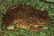 East Asian Bullfrog.jpg