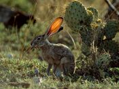 Lepus californicus.jpg