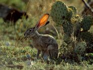 Black-Tailed Jackrabbit as King Julian