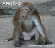 Male-Assam-macaque-sitting.jpg