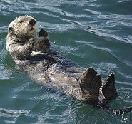 Otter, Sea