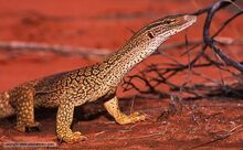 Sand goanna 1.jpg