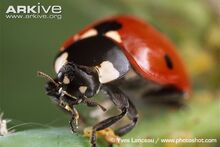 Seven-spot-ladybird-close-up.jpg