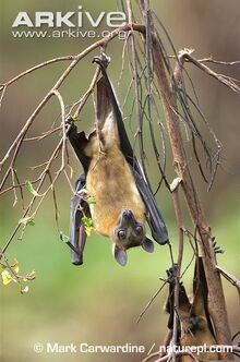 Straw-coloured-fruit-bat-with-light-coloured-stomach-fur-showing.jpg