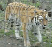 Utica Zoo Tiger.png (434 KB)