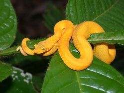 Viper, Eyelash Pit.jpg