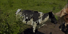 Wilstem Ranch Cow