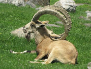 Nubian Ibex as Dracorex