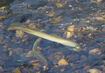 American Brook Lamprey