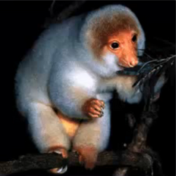 Common Spotted Cuscus The Parody Wiki Fandom